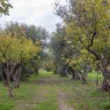 Accanto a questa zona si trova un vasto terreno agricolo con oltre 200 ulivi, carrubi, alberi da frutto e piccole coltivazioni stagionali